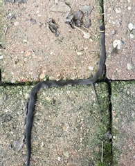 Diadophis punctatus stictogenys