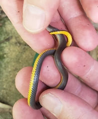 Diadophis punctatus stictogenys
