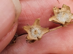 Campanula erinus