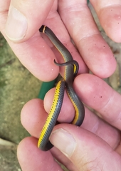 Diadophis punctatus stictogenys