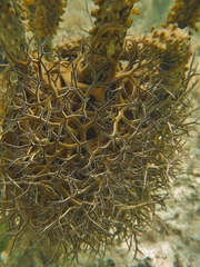 Astrophyton muricatum