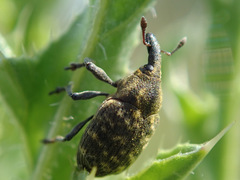 Larinus turbinatus