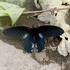 Papilio alcmenor