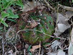 Parodia ottonis