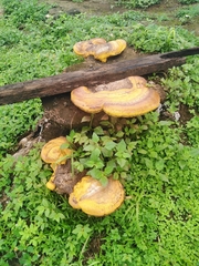 Fomitopsis