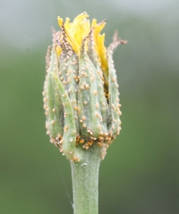 Puccinia hysterium