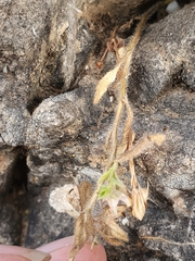 Campanula erinus
