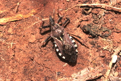 Rhynocoris erythropus