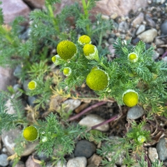 Matricaria discoidea