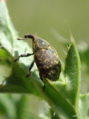 Larinus turbinatus
