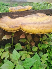 Fomitopsis