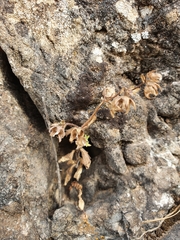 Campanula erinus