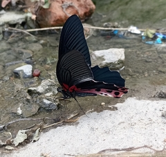 Papilio alcmenor