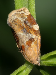 Archips xylosteana