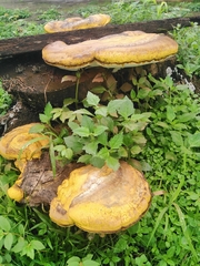 Fomitopsis