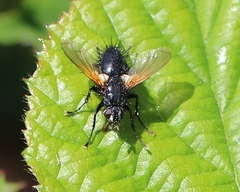 Zophomyia temula