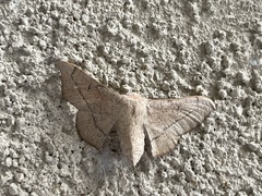 Cicinnus melsheimeri