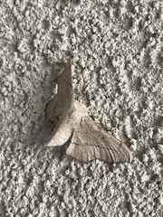 Cicinnus melsheimeri