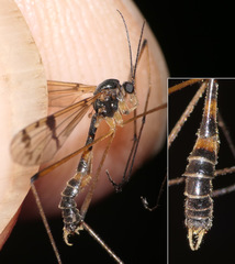 Ptychoptera longicauda