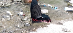 Papilio alcmenor