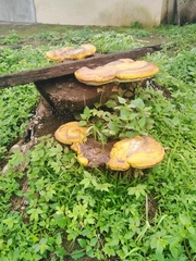 Fomitopsis