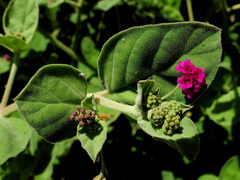 Boerhavia coccinea