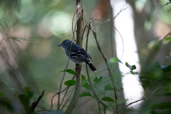 Thamnophilus sticturus