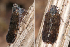 Tachycixius pilosus