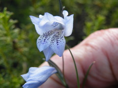 Gladiolus caeruleus