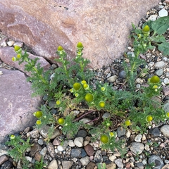 Matricaria discoidea
