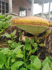 Fomitopsis