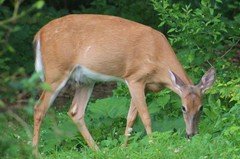 Odocoileus virginianus