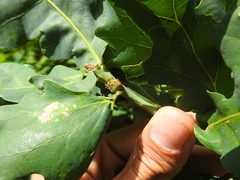 Andricus foecundatrix