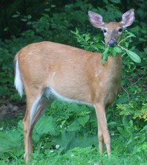 Odocoileus virginianus