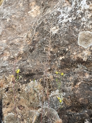 Brassica souliei subsp. amplexicaulis image