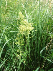 Galium × pomeranicum