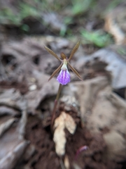 Nervilia infundibulifolia