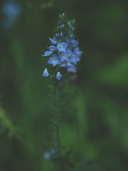Veronica austriaca dentata