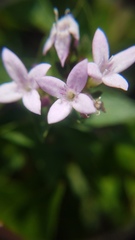 Houstonia montana