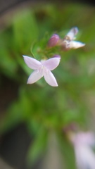 Houstonia montana