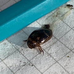 Platambus maculatus