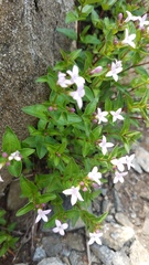 Houstonia montana