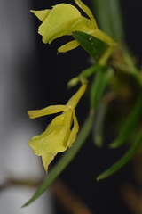 Epidendrum cardenasii