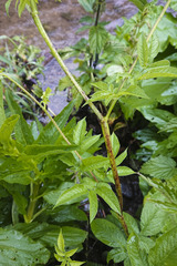 Chaerophyllum aromaticum