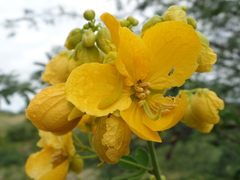 Senna macranthera