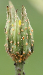 Puccinia hysterium