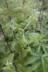 Chaerophyllum aromaticum