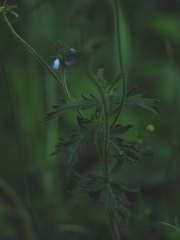 Veronica austriaca dentata