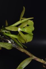 Epidendrum cardenasii