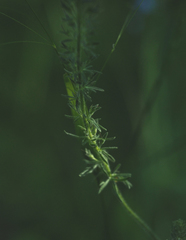 Veronica austriaca dentata